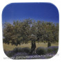 Boîte et savon d'invité Olive déco Olivier Esprit Provence