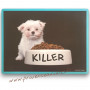 Set de table Chiot Killer I & S Collection