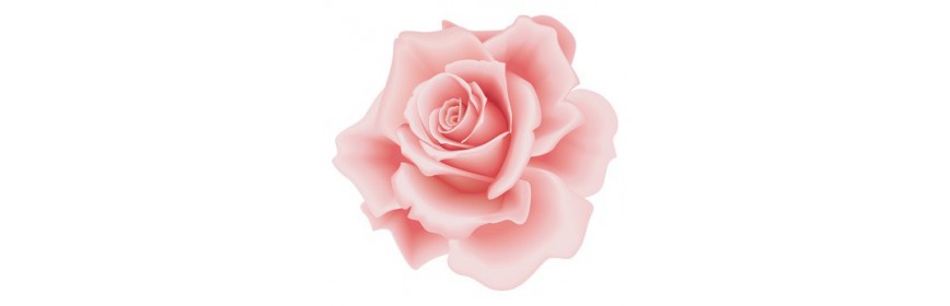 Rose de Provence