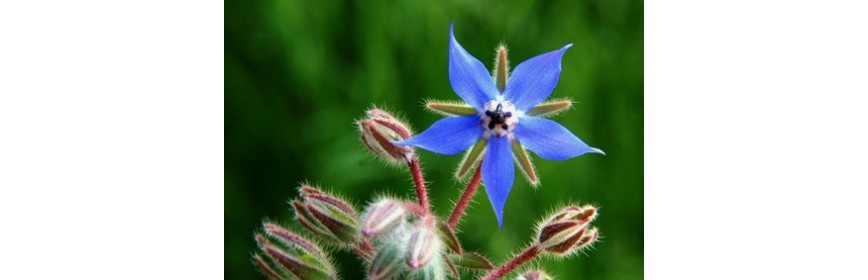 Plantes Naturelles