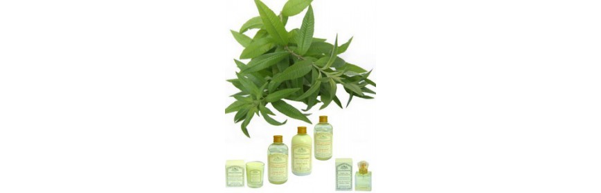 Verveine Verveine